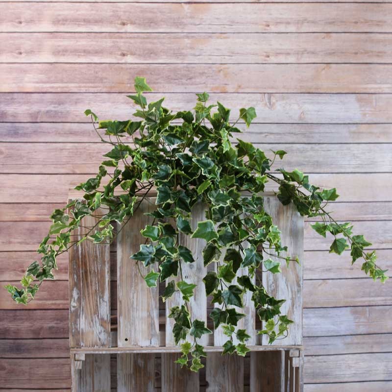 Sandringham Ivy Bush x336 Leaves Variegated