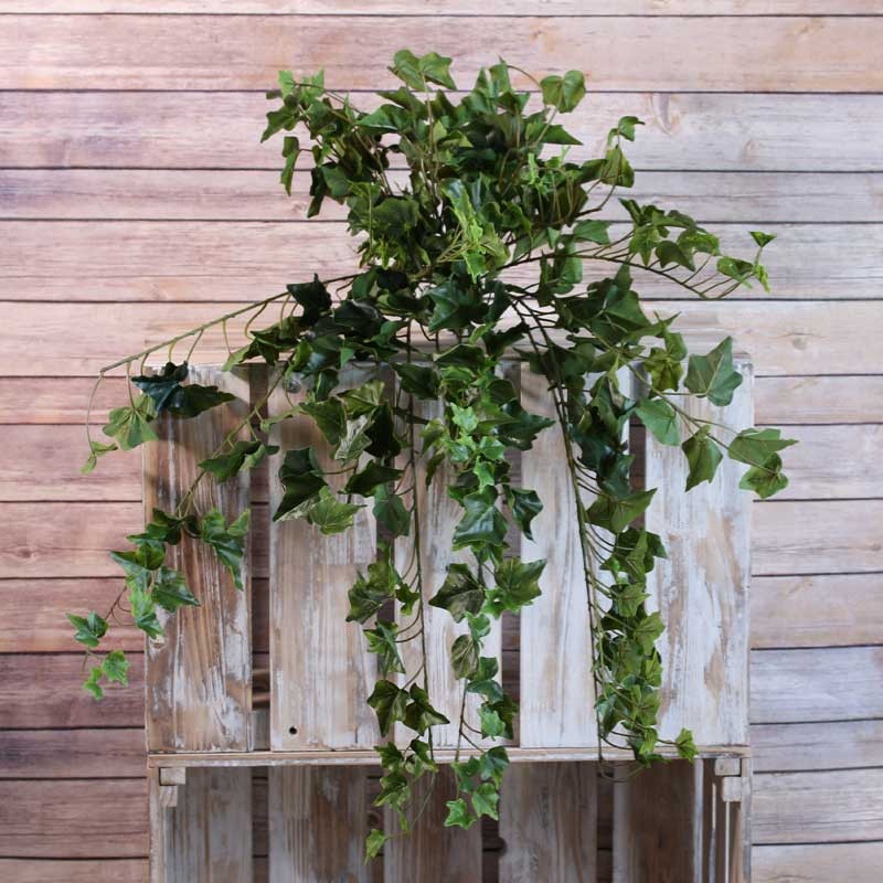 Sandringham Ivy Bush x336 Leaves Green
