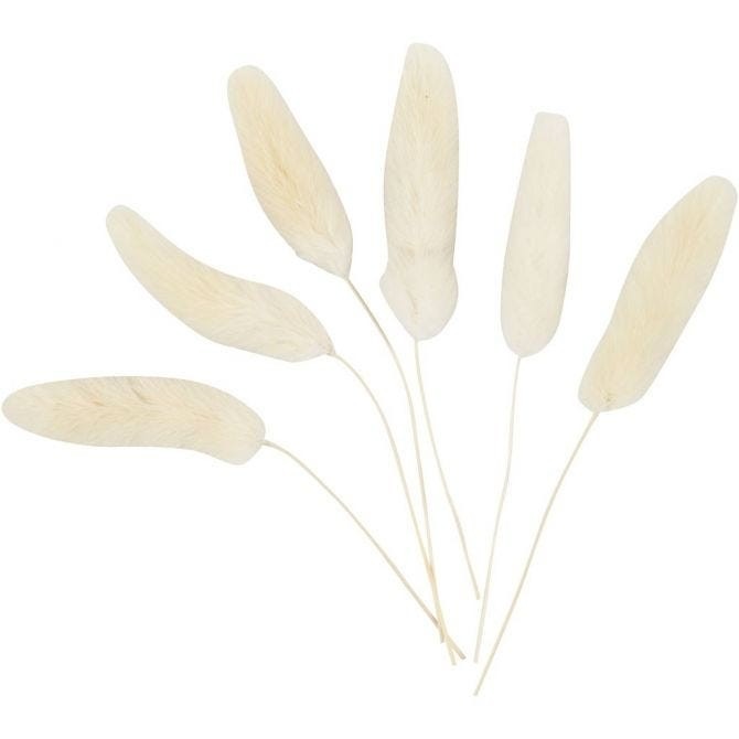 Bunny Tail Grass (Pack of 6)