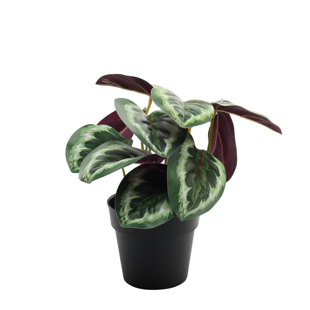 Calathea Potted House Plant (22cm)