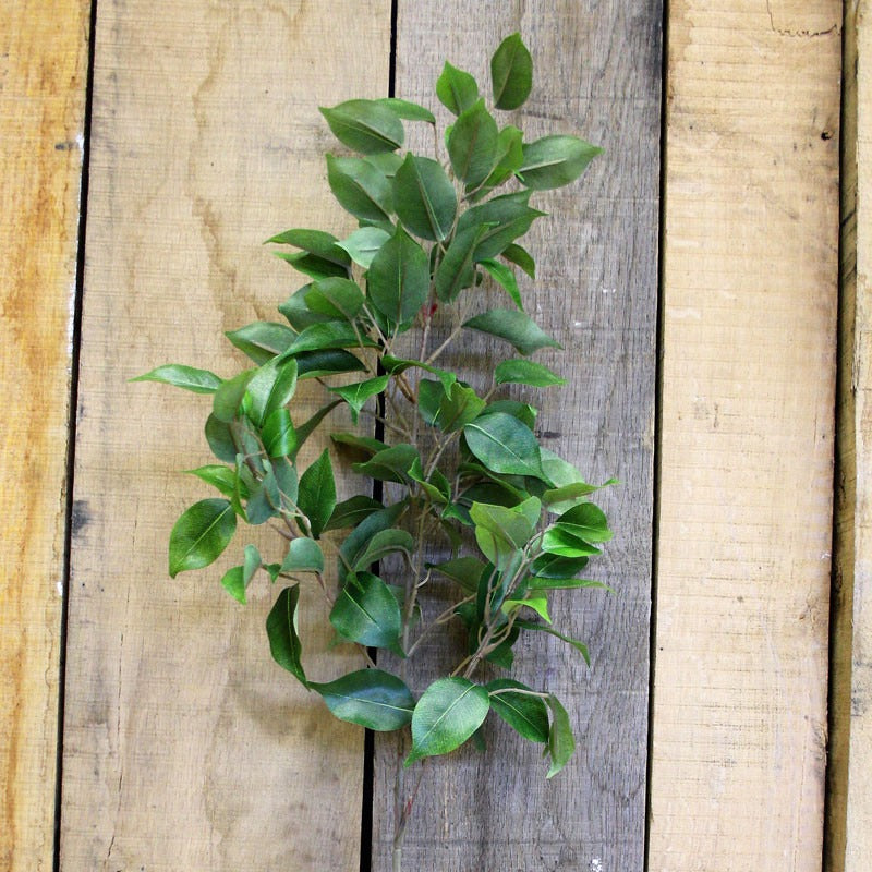 34" Ficus Spray