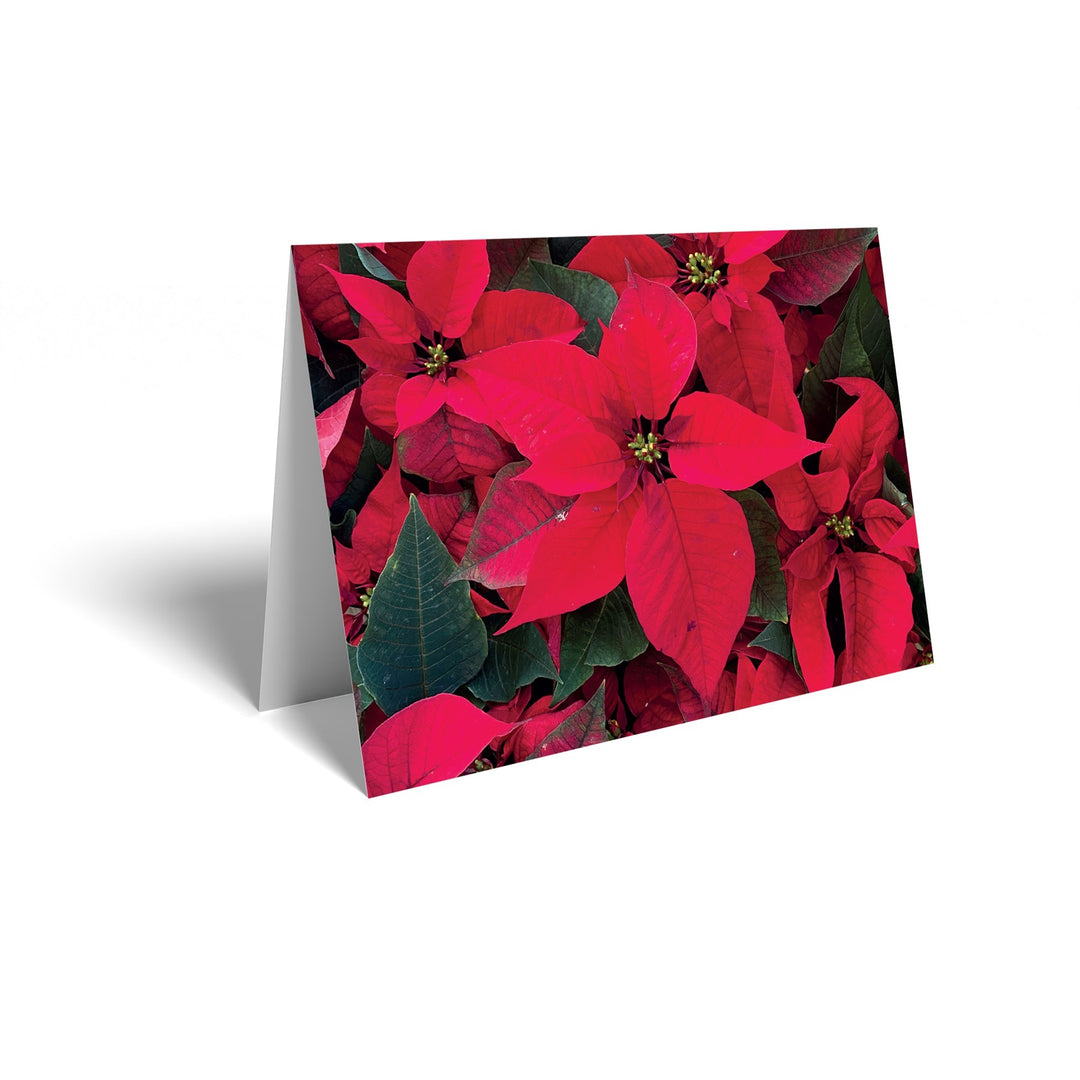 Poinsettia Christmas Card (25 Pack)